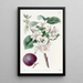 Abricot à fruits pourpres - Sydenham Edwards — framed artwork on a wall