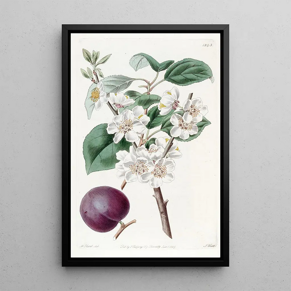 Abricot à fruits pourpres - Sydenham Edwards — framed artwork on a wall