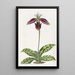Sabot de Vénus taché de pourpre - Sydenham Edwards — framed artwork on a wall