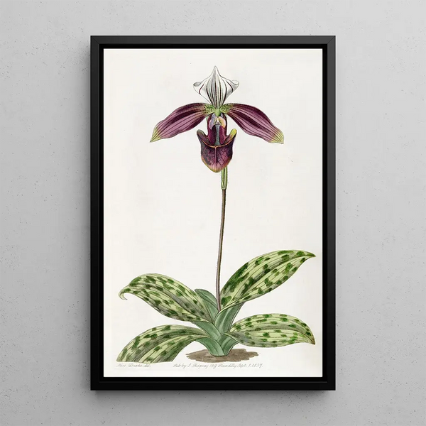 Sabot de Vénus taché de pourpre - Sydenham Edwards — framed artwork on a wall