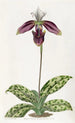 Sabot de Vénus taché de pourpre - Sydenham Edwards — artwork view