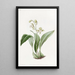 Maxillaria à fleurs en grappe - Sydenham Edwards — framed artwork on a wall
