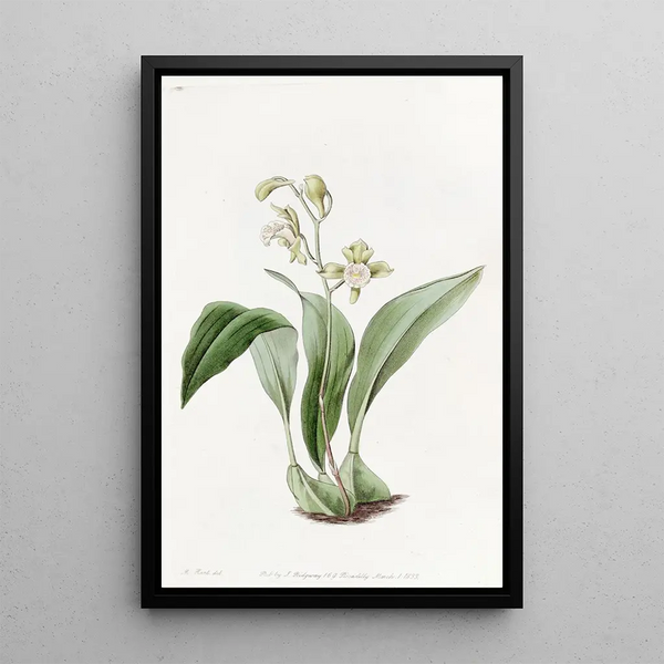 Maxillaria à fleurs en grappe - Sydenham Edwards — framed artwork on a wall