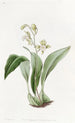 Maxillaria à fleurs en grappe - Sydenham Edwards — artwork view