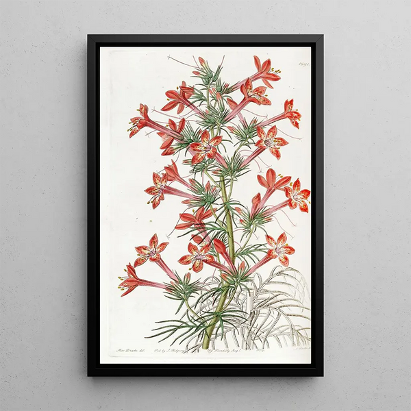 Gilia à pied de corbeau - Sydenham Edwards — framed artwork on a wall