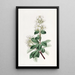 Raphiolepis rouge - Sydenham Edwards — framed artwork on a wall