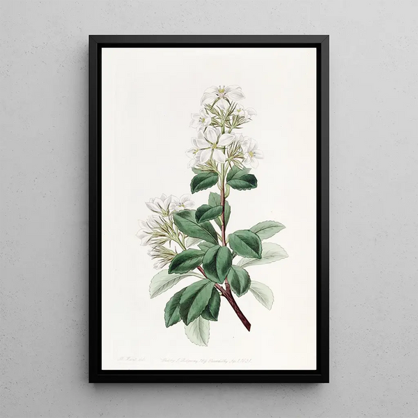 Raphiolepis rouge - Sydenham Edwards — framed artwork on a wall