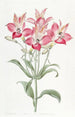 Alstromeria with red-spotted flowers - Sydenham Edwards — artwork view