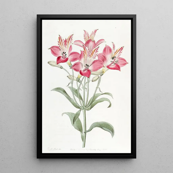 Alstromeria with red-spotted flowers - Sydenham Edwards — framed artwork on a wall