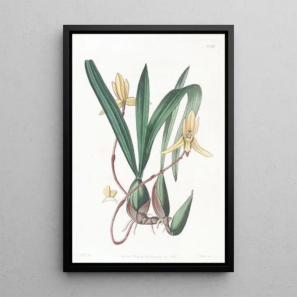 Cymbidium painting with red border - Sydenham Edwards — framed artwork on a wall