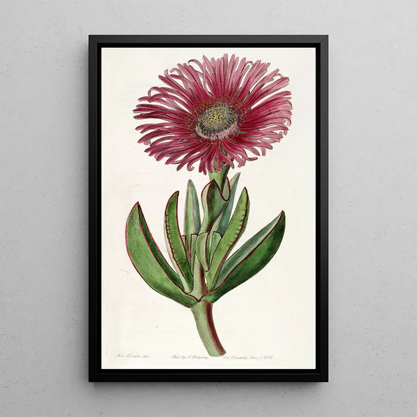 Ficoïde à bord rouge - Sydenham Edwards — framed artwork on a wall