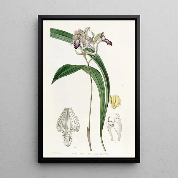 Bletia réfléchie - Sydenham Edwards — framed artwork on a wall