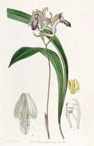 Sydenham Edwards - Reflexed Bletia.webp