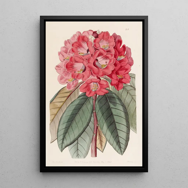 Rhododendron Rollissonii - Sydenham Edwards — framed artwork on a wall