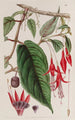 Fuchsia Enraciné - Sydenham Edwards — artwork view
