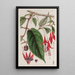 Fuchsia Enraciné - Sydenham Edwards — framed artwork on a wall
