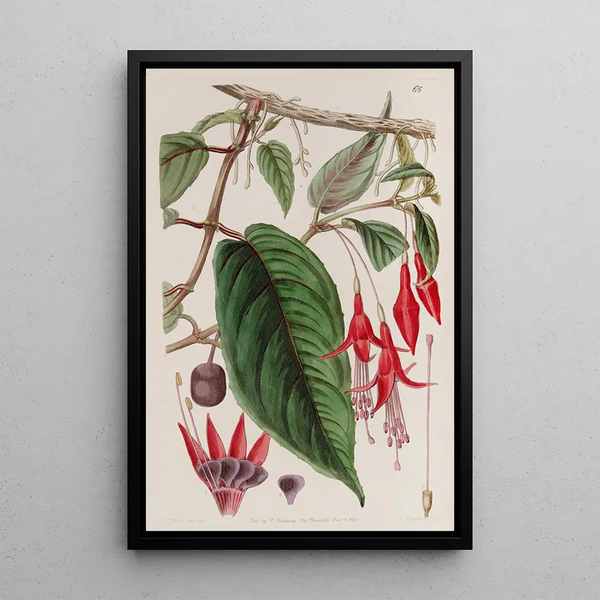 Fuchsia Enraciné - Sydenham Edwards — framed artwork on a wall