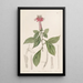 Barnadésie rose - Sydenham Edwards — framed artwork on a wall