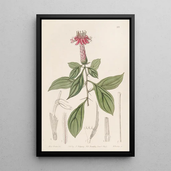 Barnadésie rose - Sydenham Edwards — framed artwork on a wall