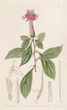 Barnadésie rose - Sydenham Edwards — artwork view