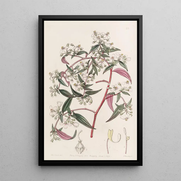 Centradénie rose - Sydenham Edwards — framed artwork on a wall