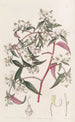 Centradénie rose - Sydenham Edwards — artwork view