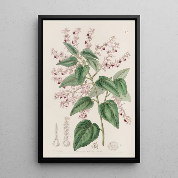 Corethrostylis aux bras roses - Sydenham Edwards — framed artwork on a wall
