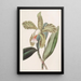 Cattleya with Rough Lips - Sydenham Edwards — framed artwork on a wall