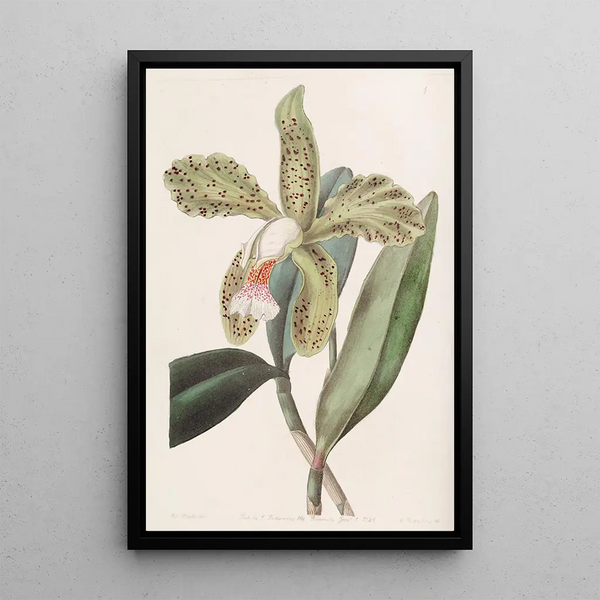 Cattleya with Rough Lips - Sydenham Edwards — framed artwork on a wall