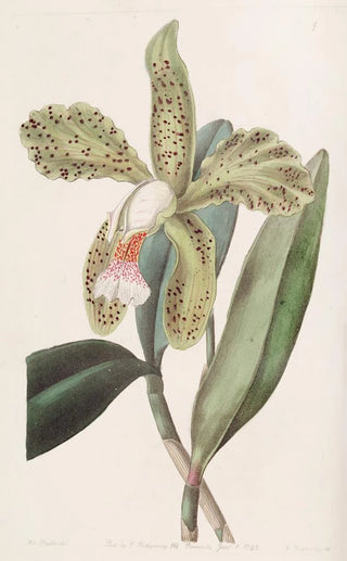 Sydenham Edwards - RoughLipped Cattleya.webp