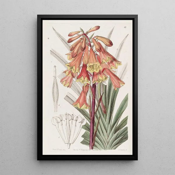 Blandfordia painting with rough edge - Sydenham Edwards — framed artwork on a wall