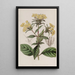 Conehead with rough leaves - Sydenham Edwards — framed artwork on a wall