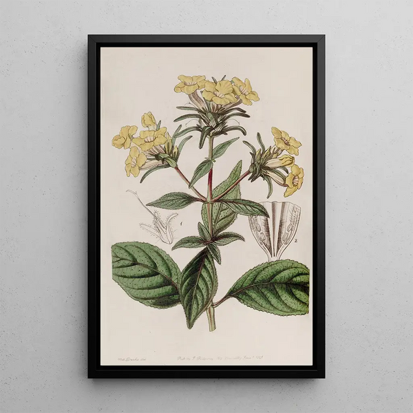 Conehead with rough leaves - Sydenham Edwards — framed artwork on a wall