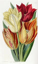 Tulip with a rough stem - Sydenham Edwards — artwork view