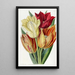 Tulip with a rough stem - Sydenham Edwards — framed artwork on a wall