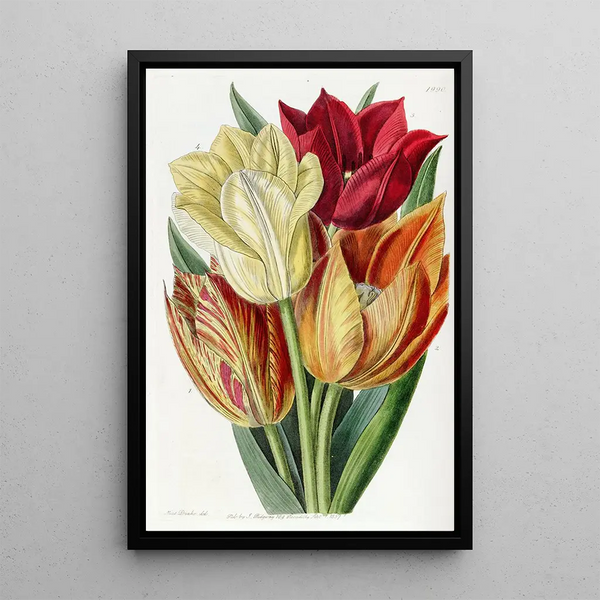 Tulip with a rough stem - Sydenham Edwards — framed artwork on a wall