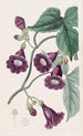 Royal Purple Gaybine Painting - Sydenham Edwards — artwork view