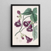 Royal Purple Gaybine Painting - Sydenham Edwards — framed artwork on a wall