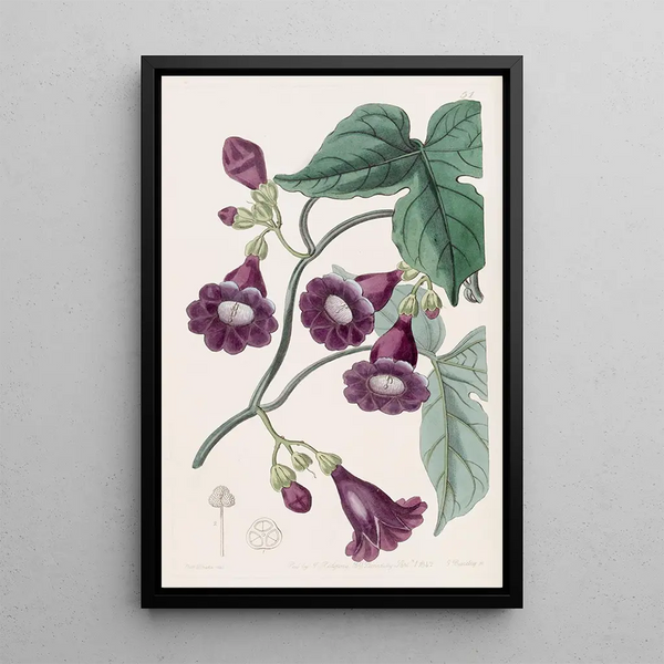 Royal Purple Gaybine Painting - Sydenham Edwards — framed artwork on a wall