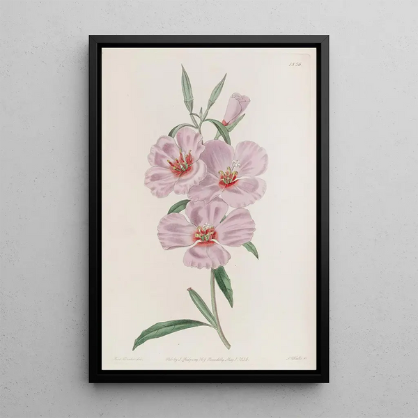 Godetia rougeâtre - Sydenham Edwards — framed artwork on a wall