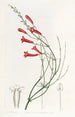 Russelia jonciforme - Sydenham Edwards — artwork view