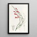 Russelia jonciforme - Sydenham Edwards — framed artwork on a wall