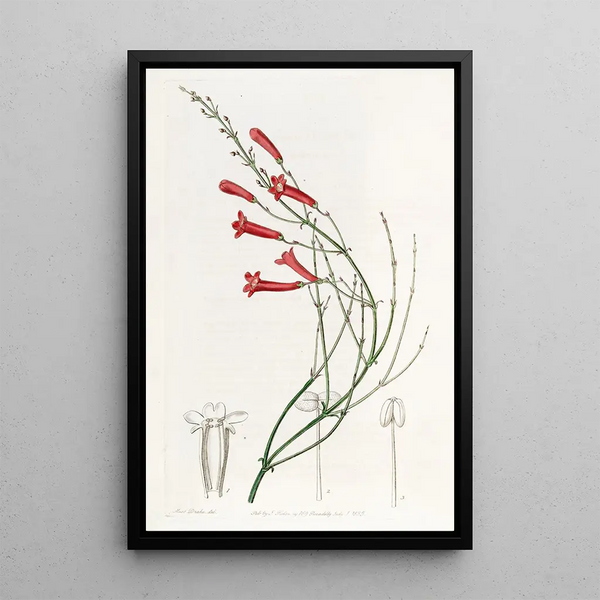 Russelia jonciforme - Sydenham Edwards — framed artwork on a wall