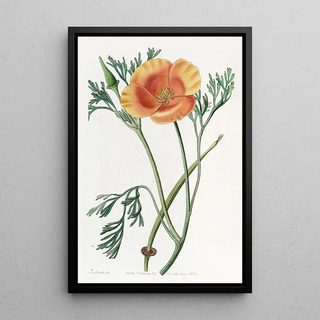 Sydenham Edwards - Saffroncoloured Eschscholtzia.webp