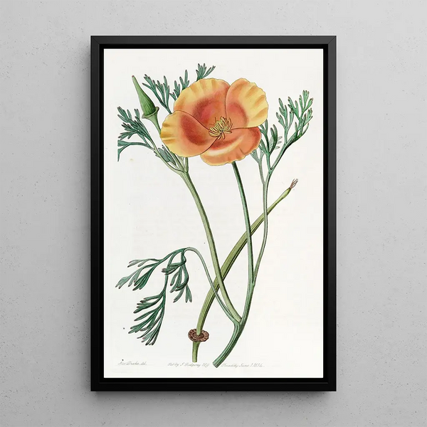 Eschscholtzia saffron color - Sydenham Edwards — framed artwork on a wall