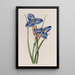 Patersonia saphir - Sydenham Edwards — framed artwork on a wall