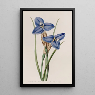 Sydenham Edwards - Sapphire Patersonia.webp