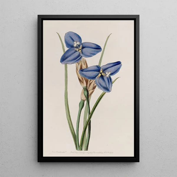 Patersonia saphir - Sydenham Edwards — framed artwork on a wall