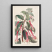 Fuchsia with toothed leaves - Sydenham Edwards — framed artwork on a wall