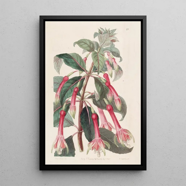 Fuchsia with toothed leaves - Sydenham Edwards — framed artwork on a wall